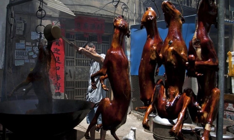 festival carne de caine china