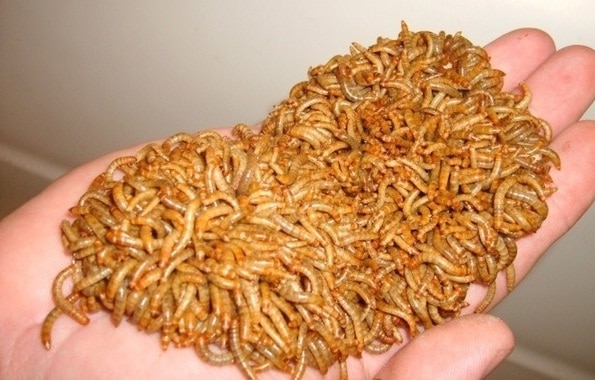 viermele de faina